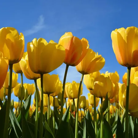 In Near * 노르트베이크