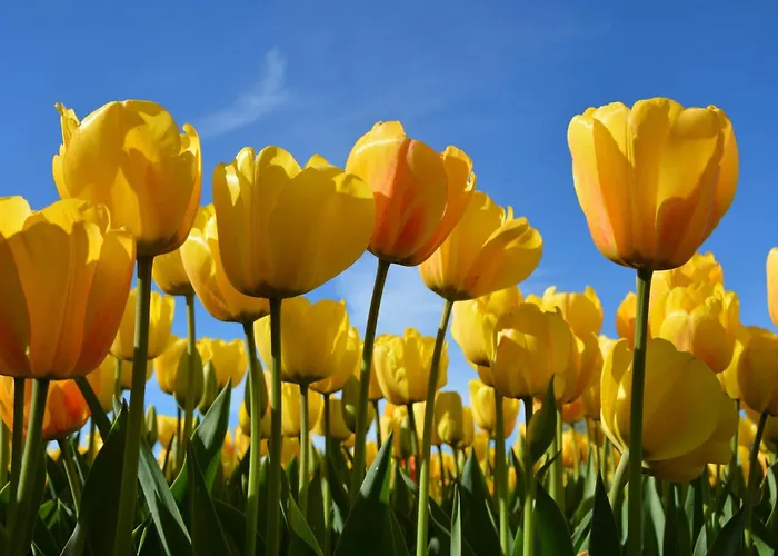 Apartment In Noordwijk Near Beach * Noordwijk